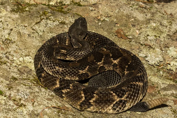 Black Timber Rattlesnake — Stock Photo, Image