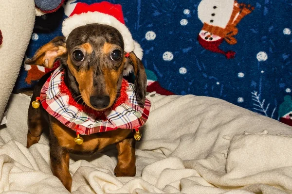 Chiot Teckel Mignon Habillé Pour Noël — Photo