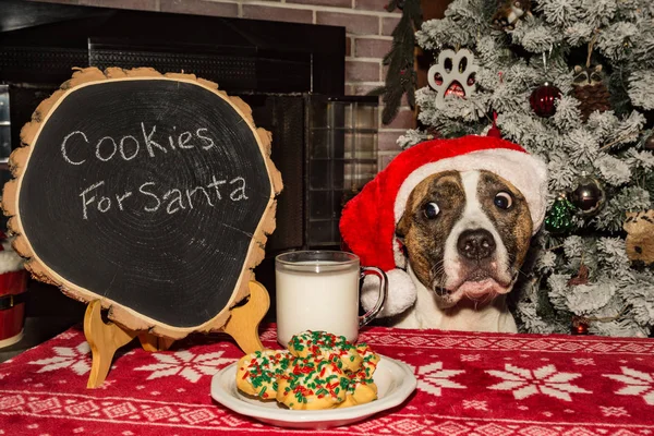 サンタみたいな格好でクッキーや犬用ミルク — ストック写真