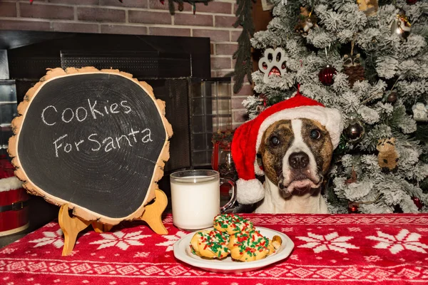 サンタみたいな格好でクッキーや犬用ミルク — ストック写真