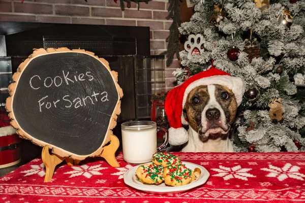 Kakor Och Mjölk För Hund Klädd Som Santa — Stockfoto