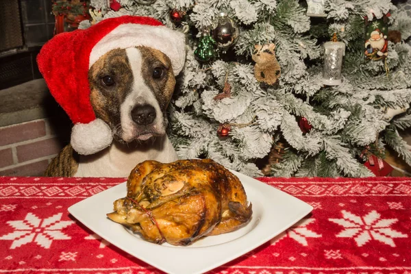 休日の夕食のために物乞いかわいい犬 — ストック写真