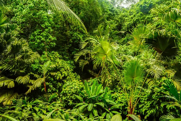 Rain Forest Jungle Habitat Fortuna Costa Rica — Stock Photo, Image