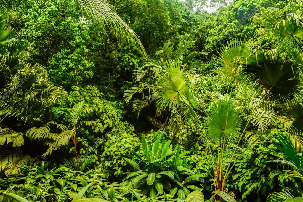 Pictures jungle habitat Rain Forest Jungle Habitat Fortuna Costa