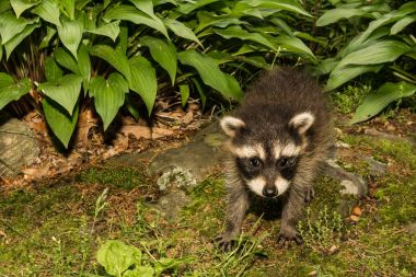 A Raccoon bahçede oynayan bebek.