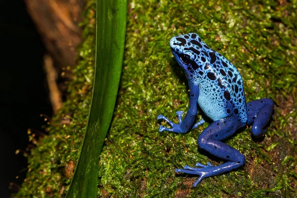 Close Sapo Dardo Veneno Azul — Fotografia de Stock