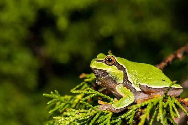 Close Pine Barrens Tree Frog — Stock Photo, Image