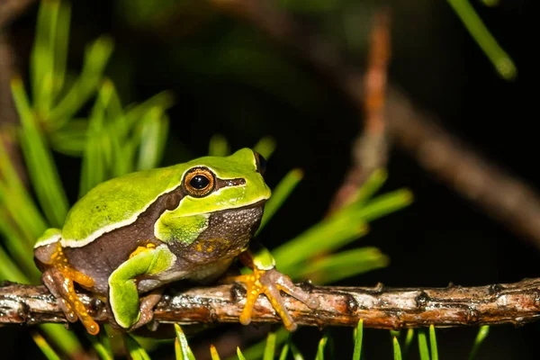 Close Pine Barrens Tree Frog — Stock Photo, Image