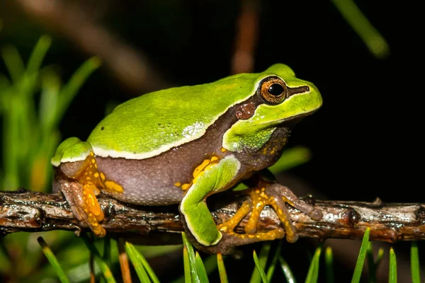 Close Pine Barrens Tree Frog — Stock Photo, Image