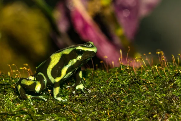 Gros Plan Une Grenouille Fléchettes Verte Noire — Photo