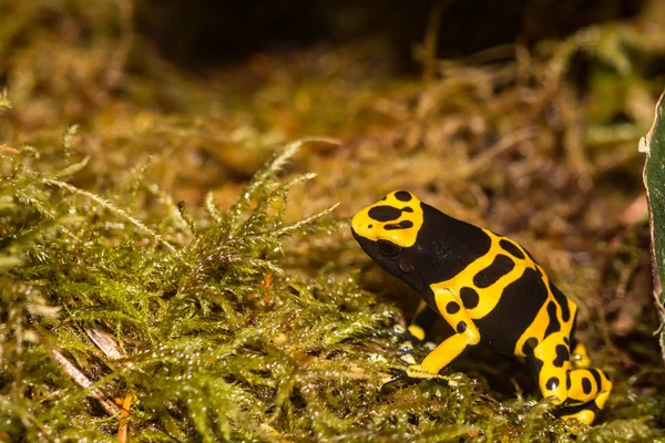 Grenouille Fléchettes Empoisonnée Bandes Jaunes — Photo