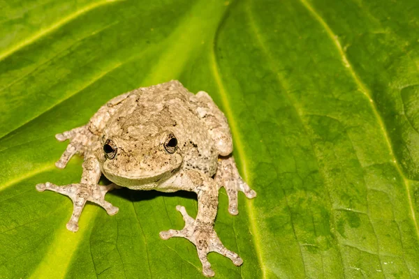 Nordgrauer Laubfrosch — Stockfoto