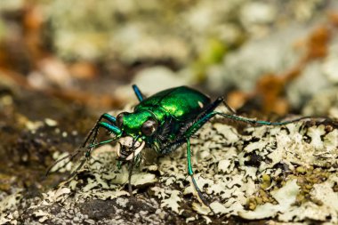 Six-spotted Tiger Beetle clipart