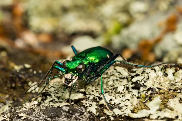 Escarabajo Tigre Seis Manchas — Foto de Stock