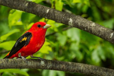 Scarlet Tanager sezon ıslahı sırasında ağaca tünemiş.