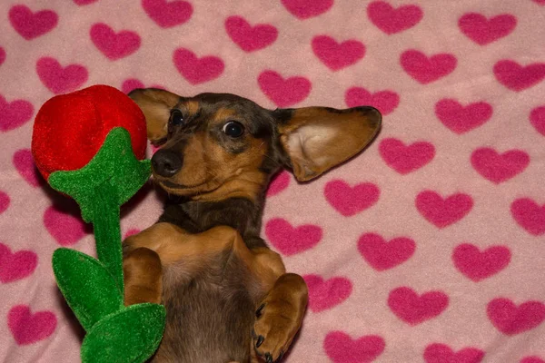 Adorable Cachorro Perro Salchicha Día San Valentín — Foto de Stock