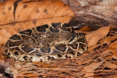 Doğu diamondback çıngıraklı yılan (Crotalus adamanteus)