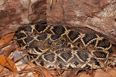 Doğu diamondback çıngıraklı yılan (Crotalus adamanteus)