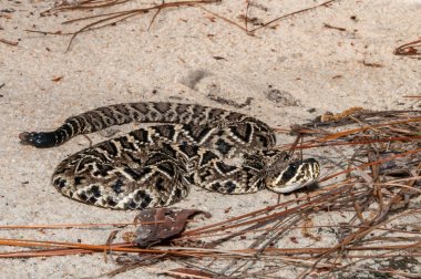 Doğu diamondback çıngıraklı yılan (Crotalus adamanteus)