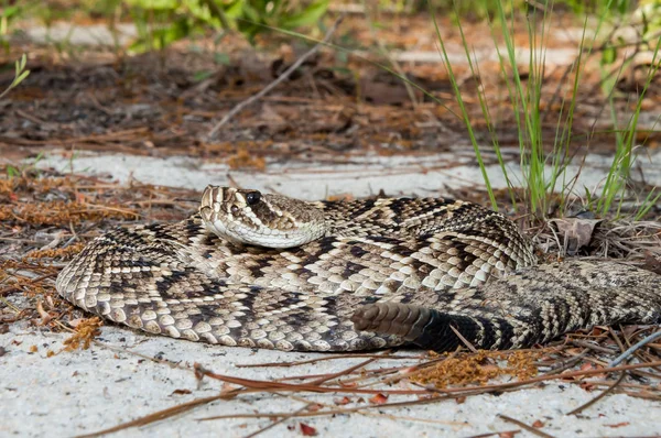 Eastern Diamondback Rattlesnake Crotalus Adamanteus — Stock Photo, Image