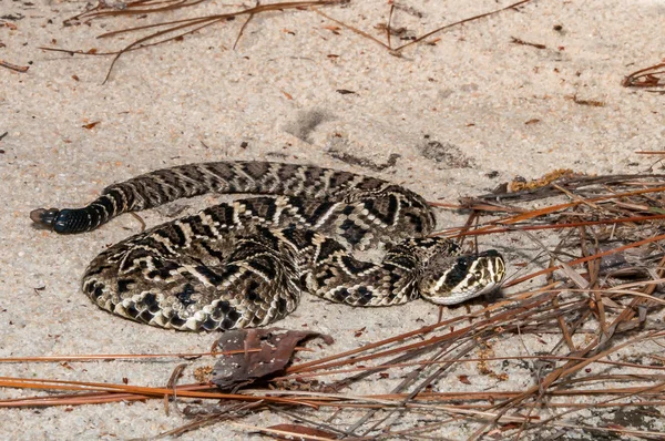 Eastern Diamondback Rattlesnake Crotalus Adamanteus — Stock Photo, Image