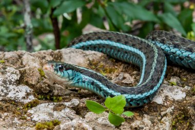 Bluestripe Garter Snake (Thamnophis sirtalis similis) clipart