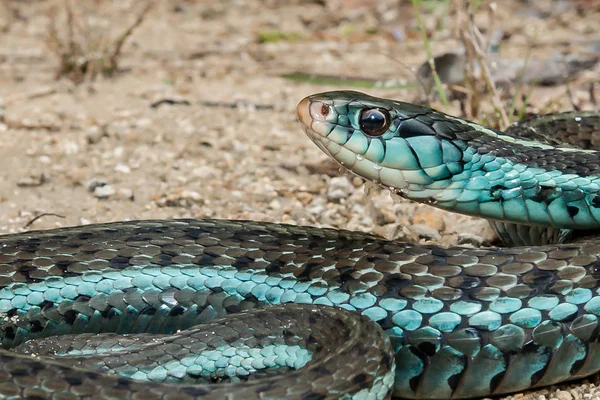 Bluestripe Garter Snake Thamnophis Sirtalis Similis — Stock Photo, Image