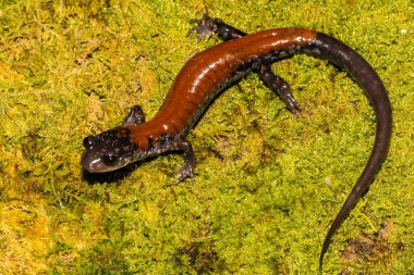 Yonahlossee semender (Plethodon yonahlossee)