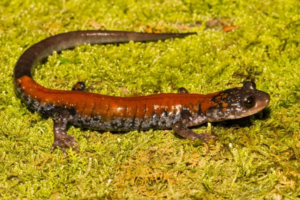 Yonahlossee Salamandra Plethodon Yonahlossee — Foto de Stock
