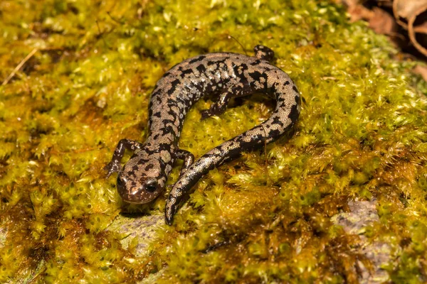 Salamandra Weller Plethodon Welleri — Fotografia de Stock