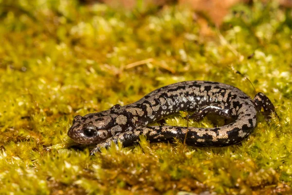 Weller Salamander Plethodon Welleri — Stock Photo, Image