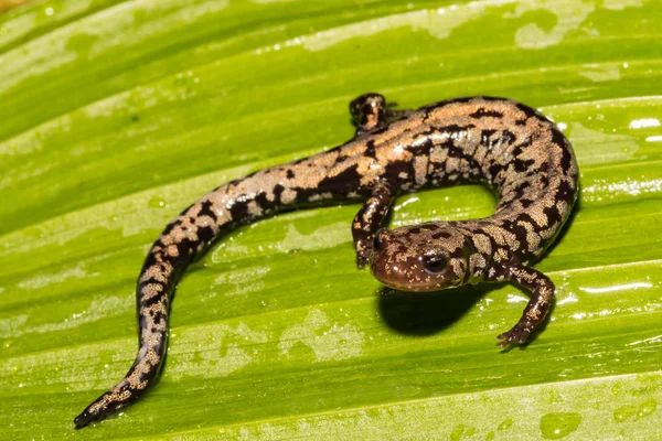 Salamandra Weller Plethodon Welleri —  Fotos de Stock