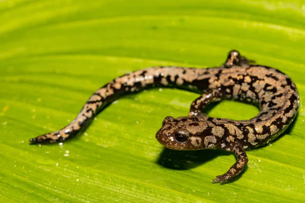 Weller Salamander Plethodon Welleri — стоковое фото