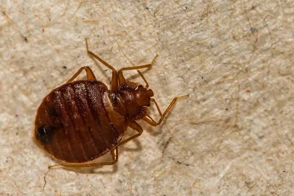 Primer Plano Insecto Común Cimex Lectularius —  Fotos de Stock