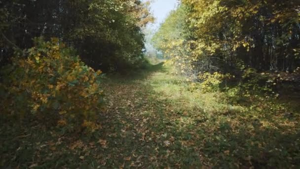 Stezka v podzimním lese. — Stock video