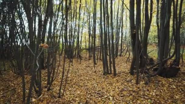 Jeune forêt d'automne . — Video