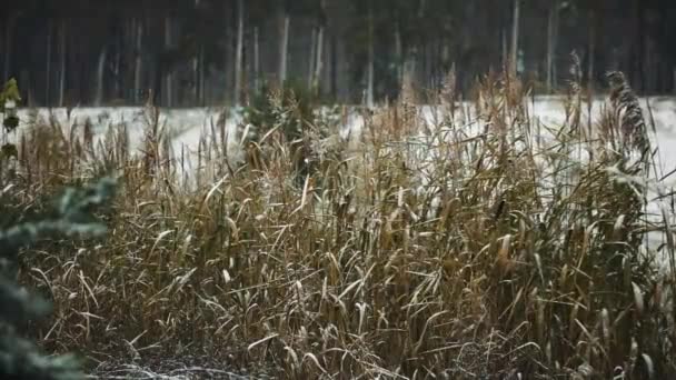 Höstens första snöfall. — Stockvideo