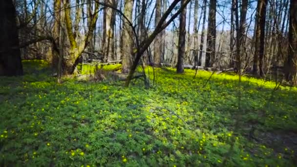 Caminando por el bosque en primavera . — Vídeos de Stock