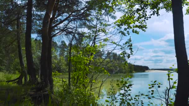 Forest lake, wolken. — Stockvideo