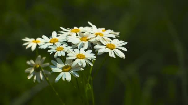 Flores Matricaria recutita primer plano . — Vídeo de stock