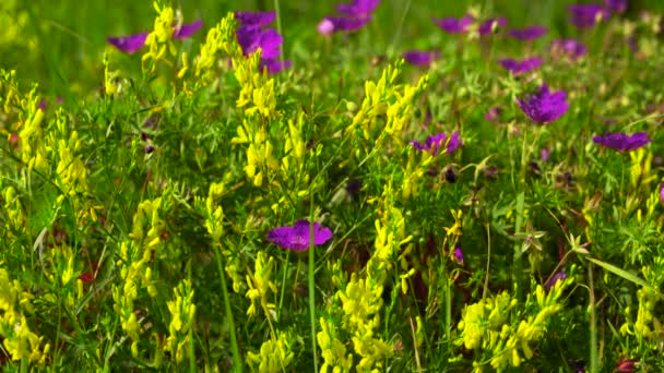   .Belles fleurs de prairie .