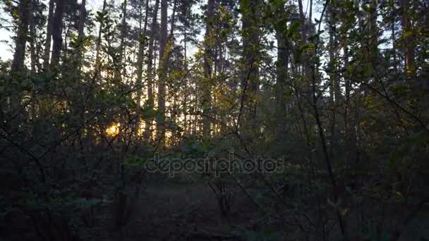 Matin dans la forêt de pins. Séquence Vidéo