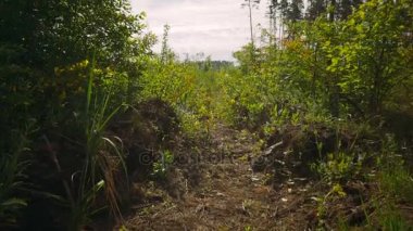 Bahar doğa manzara, yeşil çayır ve çam ormanı .