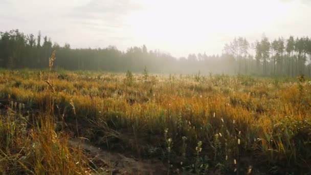 Pré avec herbe jaune au soleil du matin . Séquence Vidéo Libre De Droits