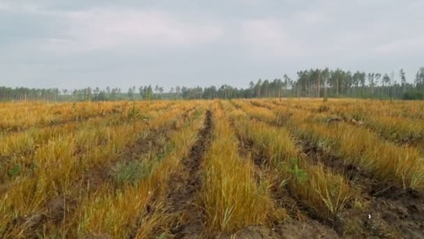 Jeunes plants de pins dans l'herbe haute . Vidéo De Stock Libre De Droits