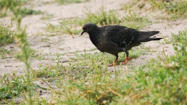 Pigeon sauvage sur le sable . — Video