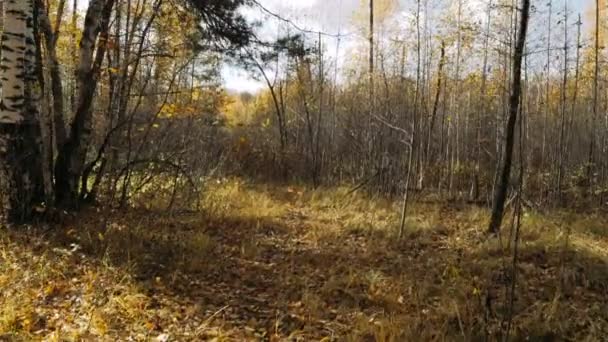 Forêt caduque d'automne . Vidéo De Stock