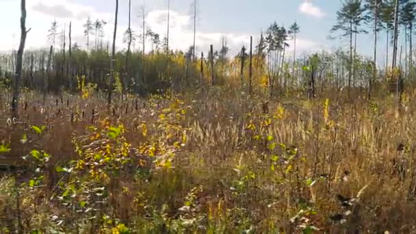 Promenade le long du marais d'automne . Séquence Vidéo Libre De Droits
