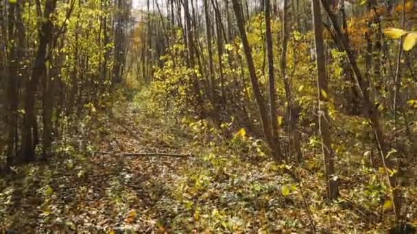 Éger őszi erdőben sétálni. — Stock videók