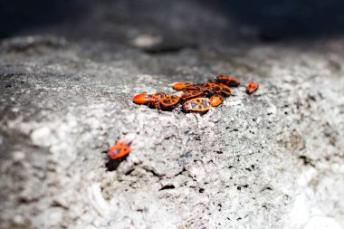 Firebug'ı kümeleri bir taş üzerinde